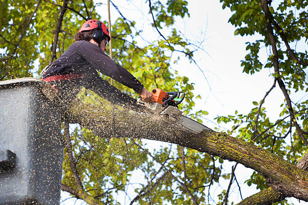 Leaf Removal in Netcong, NJ